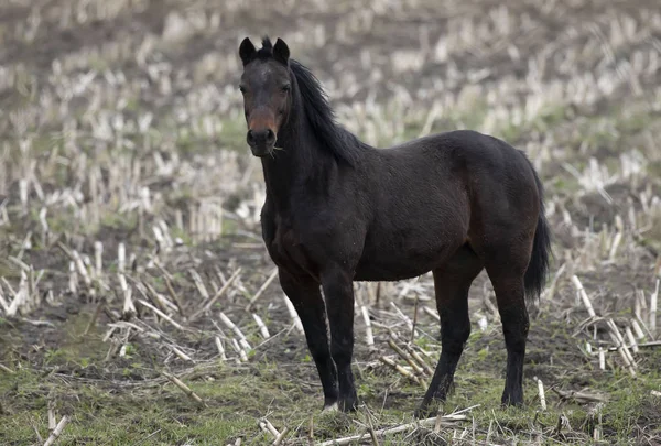 野原の馬 中央ウィスコンシン — ストック写真