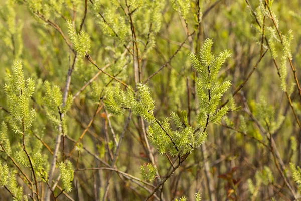 Catkins Arbusto Durante Tempo Primavera — Foto Stock