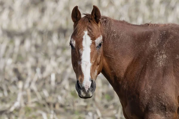 野原の馬 中央ウィスコンシン — ストック写真