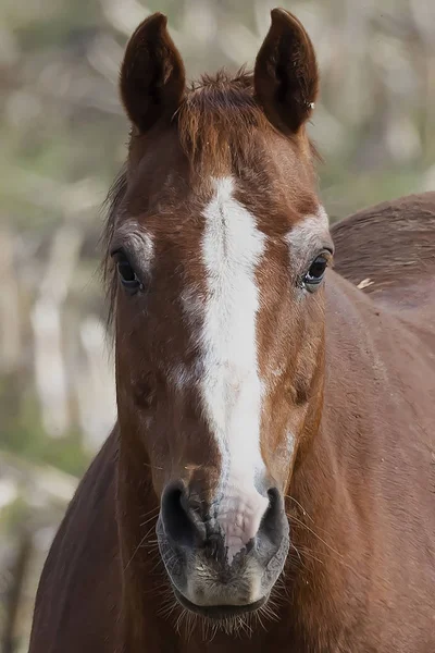 Caballos Campo Centro Wisconsin — Foto de Stock