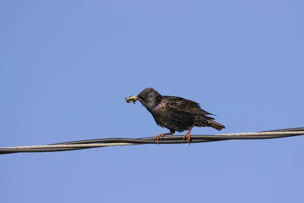 Estornino Europeo Sturnus Vulgaris Recoge Insectos Para Los Jóvenes — Foto de Stock