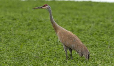  Sahada kum tepevinçler (grus canadensis). Kırmızı taçlı büyük gri kahverengi kuşlar. Wisconsin'den doğa sahnesi
