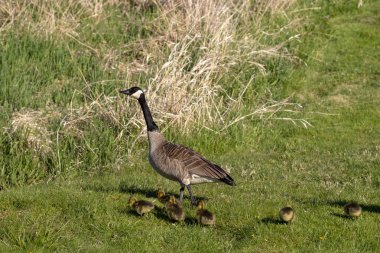 Kanada kazları nehir kıyısında. Wisconsin'den doğa sahnesi.