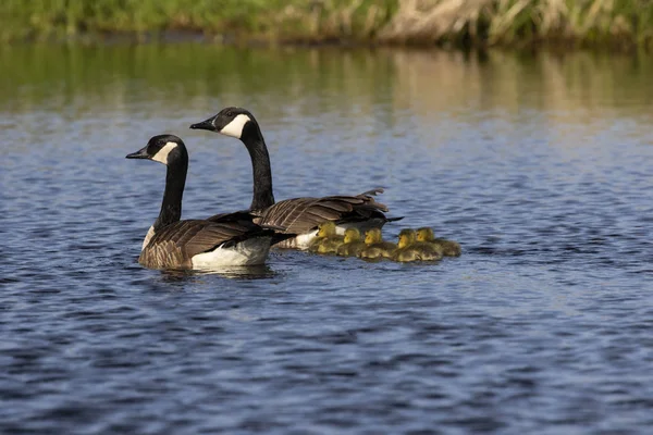 Kanadagänse Schwimmen Mit Ihren Gösslingen Auf Dem Flus Naturszene Aus — Stockfoto