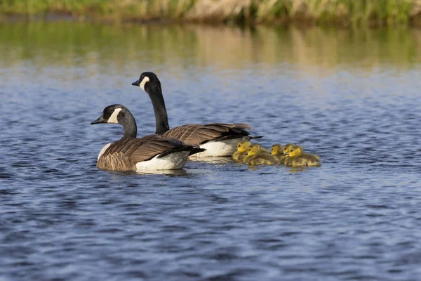 Canada Geese Swimming Thier Goslings River Nature Scene Wisconsin — Stock Photo, Image