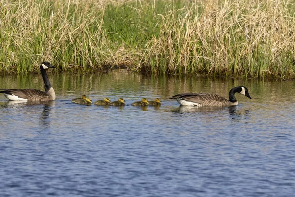 Gansos Canadá Nadando Con Sus Goslings Río Escena Naturaleza Wisconsin — Foto de Stock