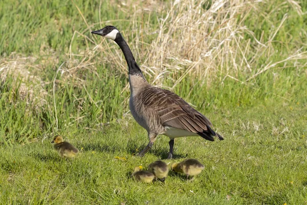 Kanadagans Mit Ihren Gösslingen Ufer Des Flusses Naturszene Aus Wisconsin — Stockfoto