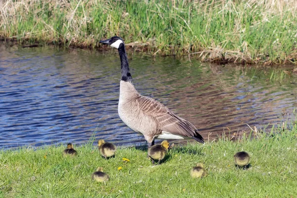 Kanadagans Mit Ihren Gösslingen Ufer Des Flusses Naturszene Aus Wisconsin — Stockfoto