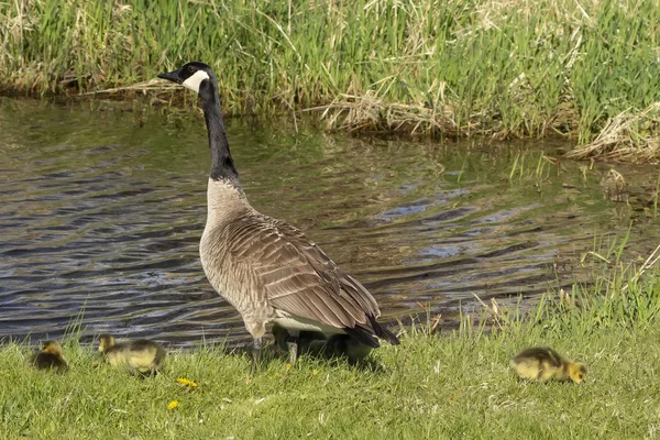 Kanadagans Mit Ihren Gösslingen Ufer Des Flusses Naturszene Aus Wisconsin — Stockfoto