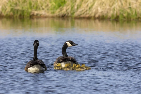 Kanada Kazları Nehirde Gosling Leriyle Yüzüyor Wisconsin Den Doğa Sahnesi — Stok fotoğraf