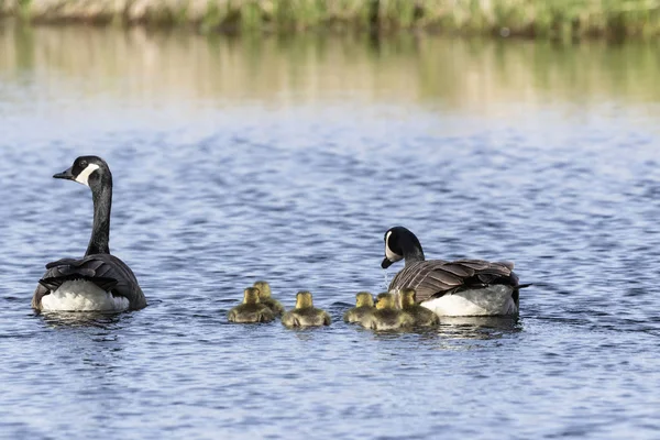 Kanada Kazları Nehirde Gosling Leriyle Yüzüyor Wisconsin Den Doğa Sahnesi — Stok fotoğraf