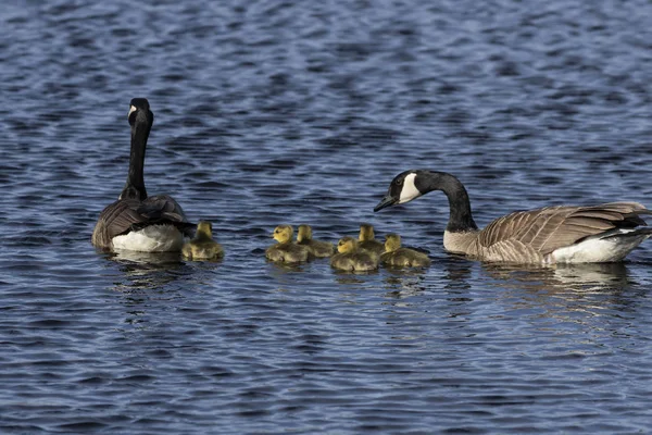 Kanada Kazları Nehirde Gosling Leriyle Yüzüyor Wisconsin Den Doğa Sahnesi — Stok fotoğraf