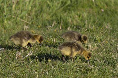 Çayırda şirin gosling. Wisconsin'den doğa sahnesi.