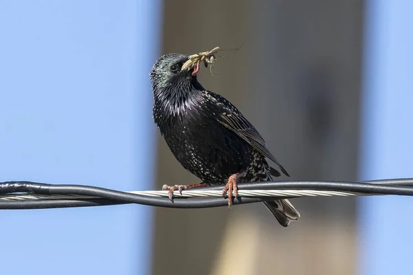 European Starling Sturnus Vulgaris Mengumpulkan Serangga Untuk Kaum Muda — Stok Foto
