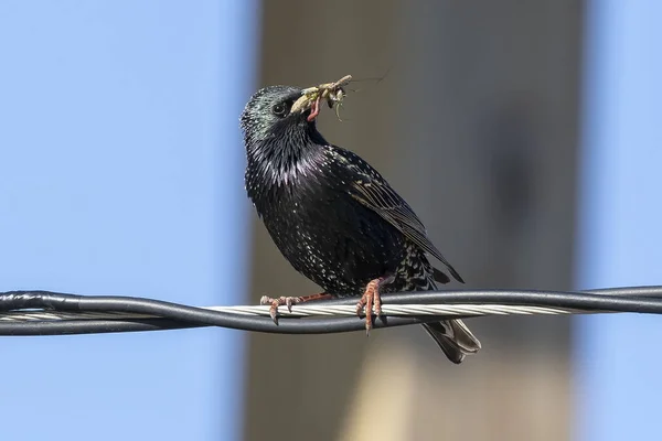 Europejskie Starling Sturnus Vulgaris Zbiera Owady Dla Młodych — Zdjęcie stockowe