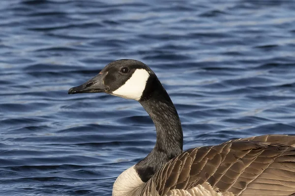 Ganso Canadá Nadando Lago Michigan —  Fotos de Stock