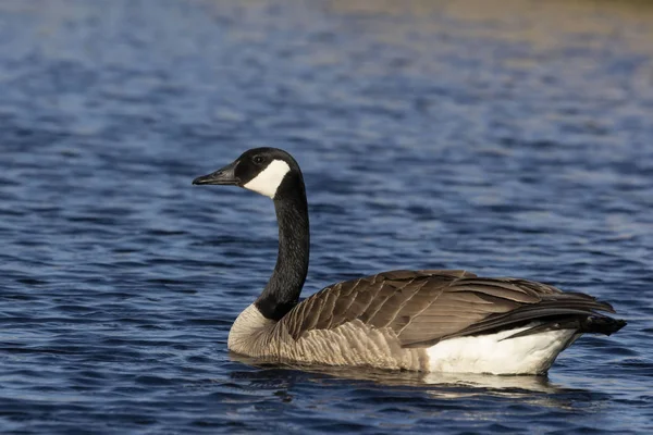 Canada Goose Simning Lake Michigan — Stockfoto