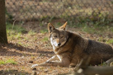 Kırmızı kurt (Canis lupus rufus) Amerika Birleşik Devletleri'nin güneydoğusunda ki nadir kurt türüdür. Hayvanat Bahçesinden Resim.