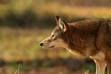 Kırmızı kurt (Canis lupus rufus) Amerika Birleşik Devletleri'nin güneydoğusunda ki nadir kurt türüdür. Hayvanat Bahçesinden Resim.