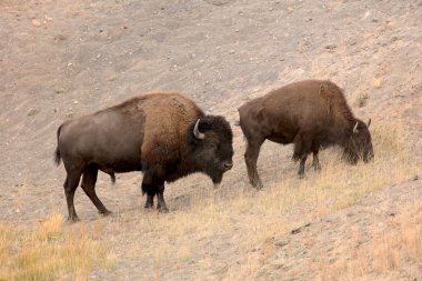 Amerikan bizonu (Bizon bizonu) Yellowstone ulusal devlet parkında. Wyoming'den doğa sahnesi.