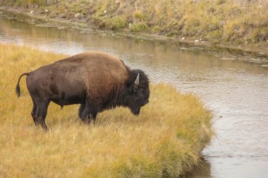 Amerikan bizonu (Bizon bizonu) Yellowstone ulusal devlet parkında. Wyoming'den doğa sahnesi.