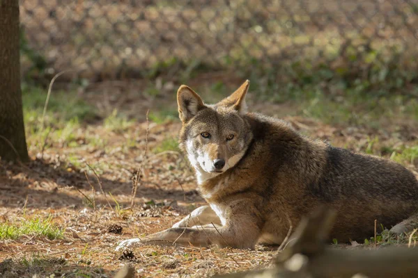 Red wolf (Canis lupus rufus) a rare wolf species  native to the southeastern United States. Picture from ZOO.