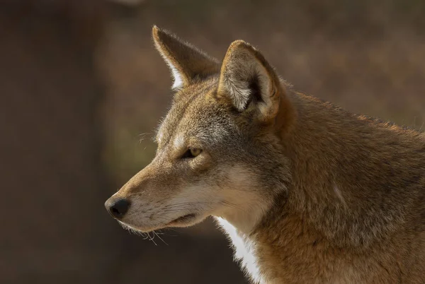 Red wolf (Canis lupus rufus) a rare wolf species  native to the southeastern United States. Picture from ZOO.