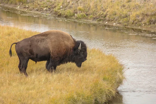 Bisonte Americano Bisonte Bisonte Parque Estatal Nacional Yellowstone Escena Natural — Foto de Stock