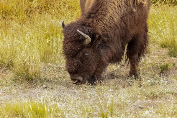 Bisonte Americano Bisonte Bisonte Parque Estatal Nacional Yellowstone Escena Natural — Foto de Stock