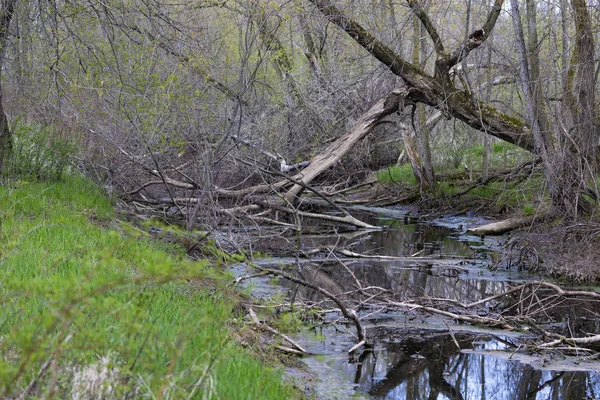 Vieille Forêt Avec Troncs Arbres Tombés Branches Cassées — Photo