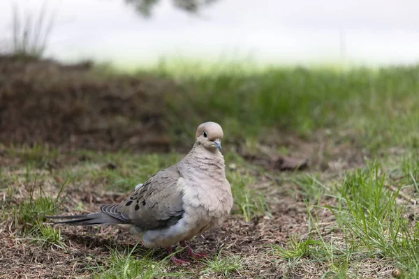 Sörjande Duva Zenaida Macroura Representerar Gräs Naturlig Scen Från Wisconsin — Stockfoto