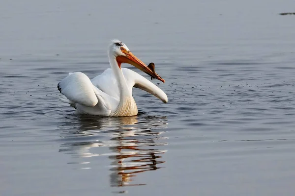 Американский Белый Пеликан Утро Озере — стоковое фото