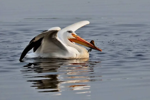 Pelícano Blanco Americano Mañana Lago — Foto de Stock