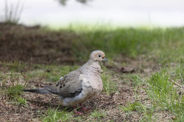 Trauertaube Zenaida Macroura Auf Vereinbartem Gras Naturszene Aus Wisconsin — Stockfoto