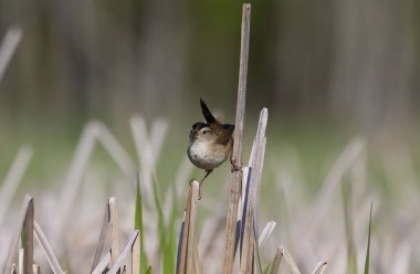 Bataklık çit kuşu (Cistothorus palustris), Kuzey Amerika'nın şarkı kuşu, sazlıkların üzerinde oturan