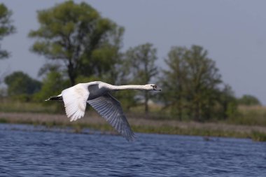 Sessiz kuğu (Cygnus olor) göl üzerinde uçuş