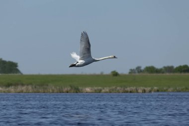 Sessiz kuğu (Cygnus olor) göl üzerinde uçuş