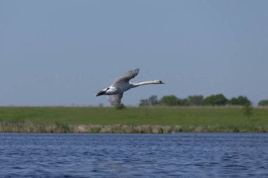 Sessiz kuğu (Cygnus olor) göl üzerinde uçuş