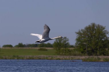 Sessiz kuğu (Cygnus olor) göl üzerinde uçuş