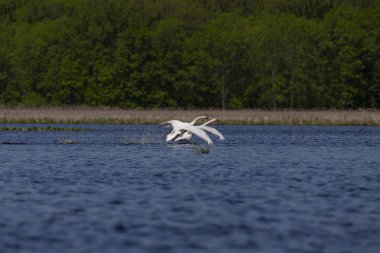 Sessiz kuğu (Cygnus olor) göl üzerinde uçuş