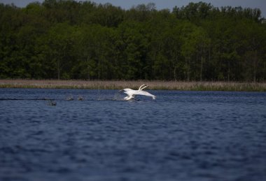 Sessiz kuğu (Cygnus olor) göl üzerinde uçuş