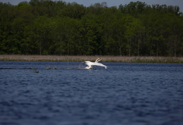 Cisne Mudo Cygnus Olor Vuelo Sobre Lago — Foto de Stock