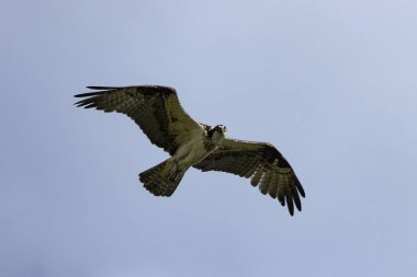  Batı osprey (Pandion haliaetus) uçuş, Wisconsin doğa sahnesi