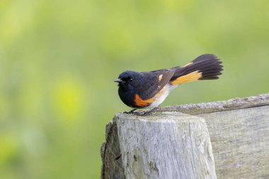 Erkek Amerikan kırmızı ilkbaharda başlangıç