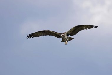  Batı osprey (Pandion haliaetus) uçuş, Wisconsin doğa sahnesi