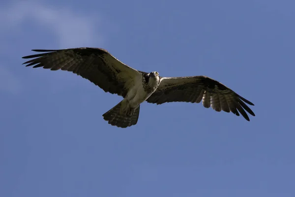 Western Osprey Pandion Haliaetus Flight Nature Scene Wisconsin — Stock Photo, Image