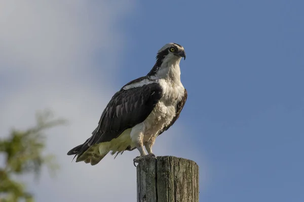 Ospreia Ocidental Pandion Haliaetus Sentado Poste Madeira — Fotografia de Stock