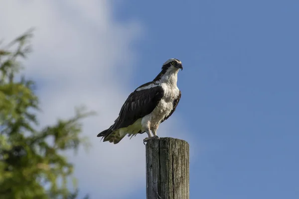 Ospreia Ocidental Pandion Haliaetus Sentado Poste Madeira — Fotografia de Stock