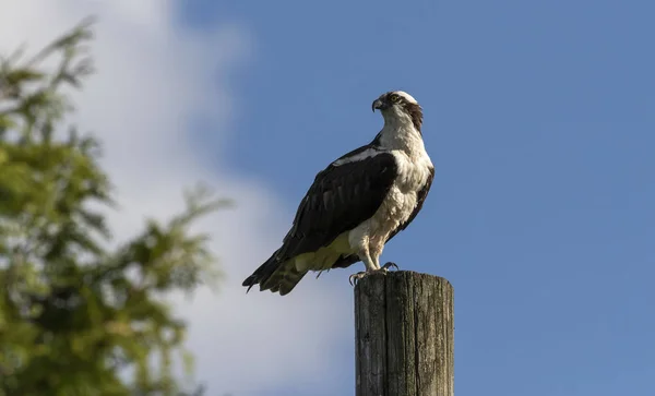 Západní Osprey Pandion Haliaetus Sedí Dřevěné Tyči — Stock fotografie