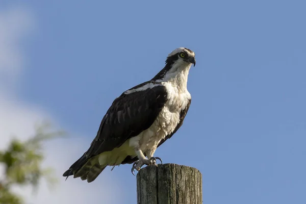 Ospreia Ocidental Pandion Haliaetus Sentado Poste Madeira — Fotografia de Stock